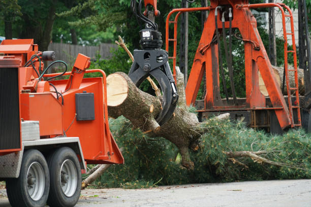 Palm Tree Trimming in South Berwick, ME